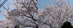 sakura0009.jpg